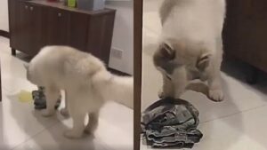 Il cane ha fatto la pipì in casa e la padrona lo ha costretto a ripulire il pasticcio (VIDEO)