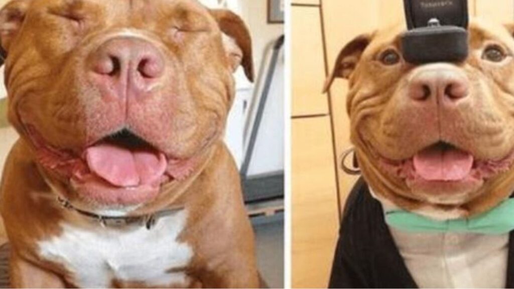 un Pitbull che sorride