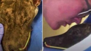 Una donna lo ha baciato e gli ha detto di non essere solo, mentre il Pitbull lottava per sopravvivere