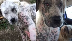 Il cane randagio ha supplicato i soccorritori di salvare anche il suo amico