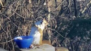 Questo scoiattolo ruba delle pere e se le mangia, ciò che non sapeva è che fossero fermentate