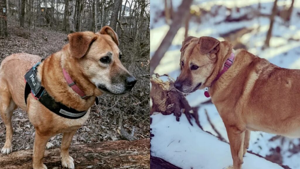 cane nella foresta