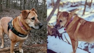 Il cane si ricongiunge alla padrona dopo essere sparito per 1 mese