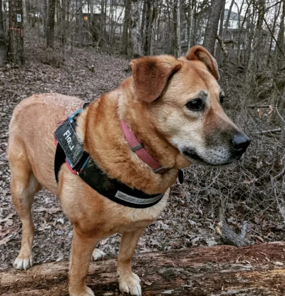 cane nella foresta