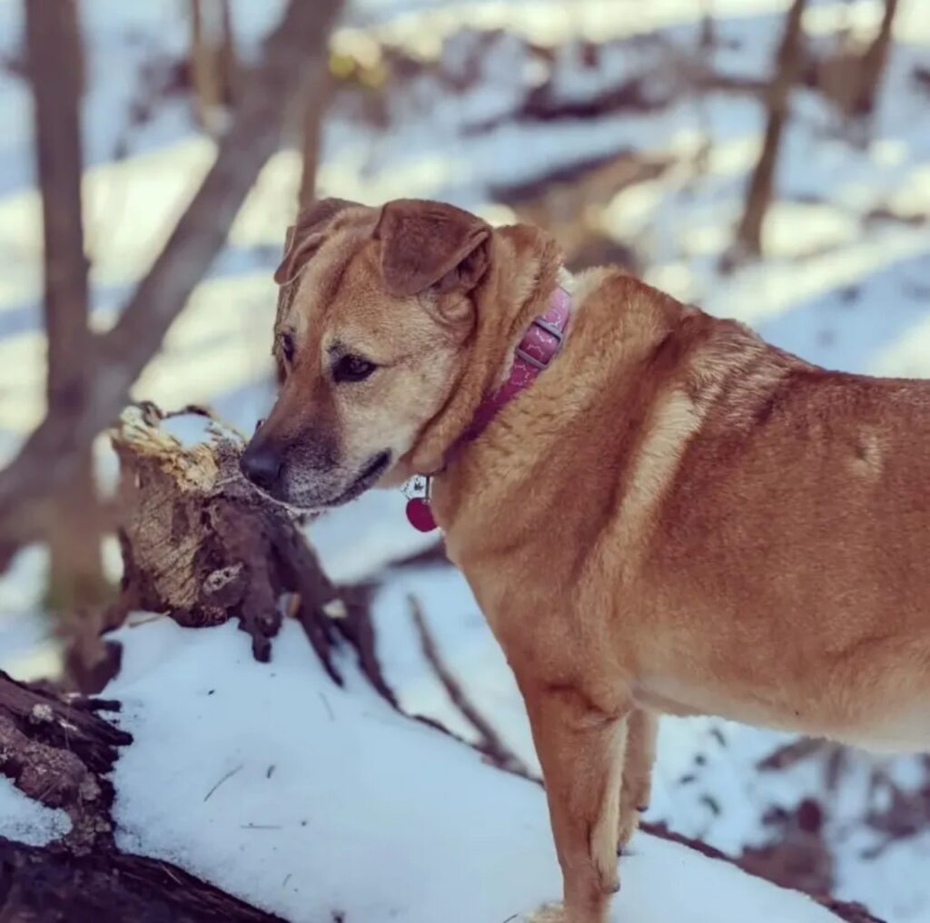 cane nella foresta