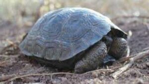 Per la prima volta in cento anni si schiudono cuccioli di tartaruga sull’isola delle Galapagos