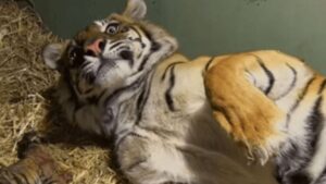 Tigre partorisce i suoi cuccioli ma uno di loro ha difficoltà respiratorie: si attiva il suo senso da mamma e lo salva