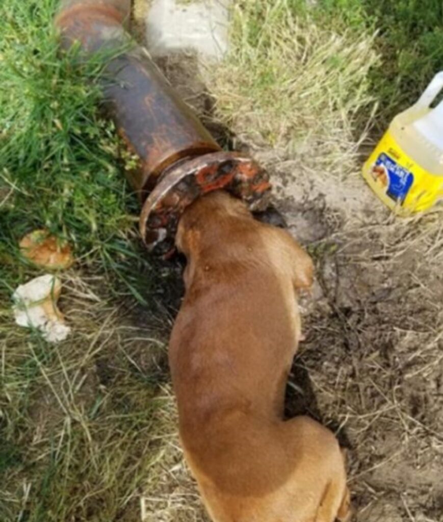 cane incastrato in un tubo