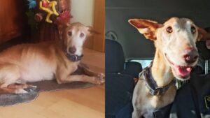 Il cane malato di tumore è in cerca di una famiglia con la quale passare il resto della sua vita