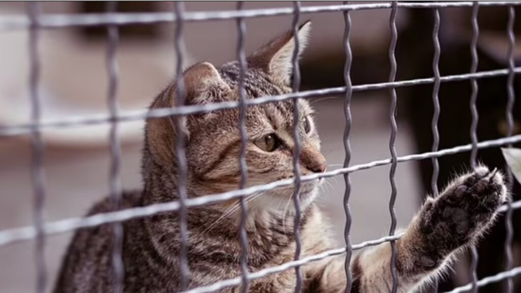 Uomo da in adozione il gatto della propria moglie