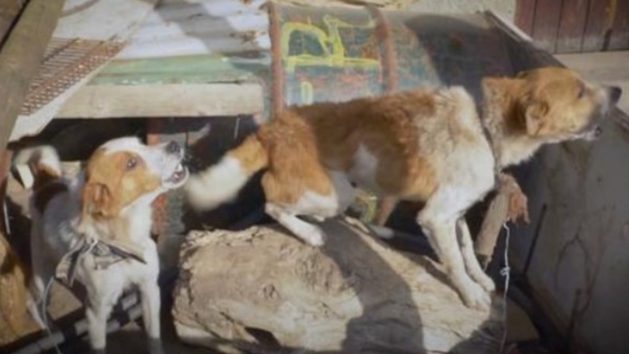 Cagnolini legati con una catena all'albero