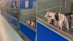 Al rientro di un evento di adozione un solo cane non viene adottato: la tristezza nei suoi occhi ha colpito l’intero web