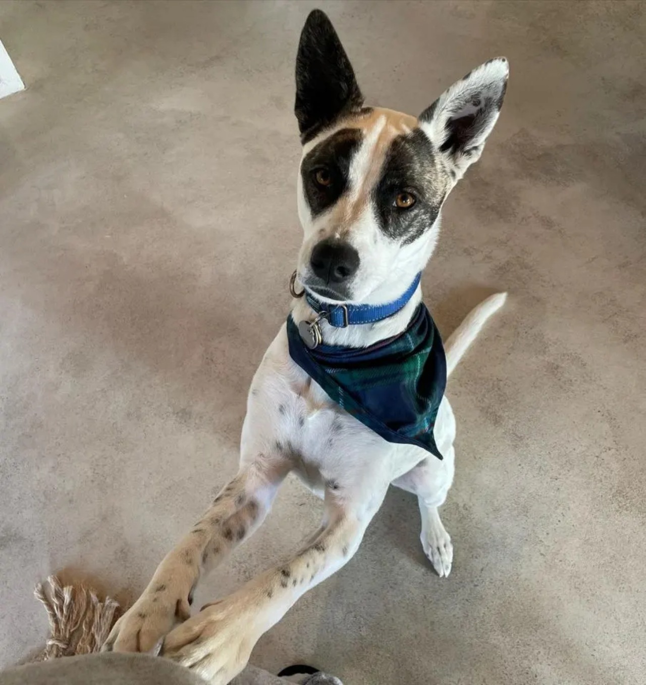 Cane non vuole prendere le pillole, ma la sua mamma sa come fare