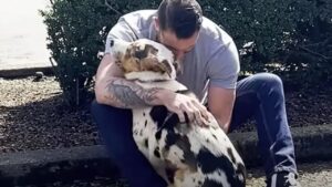 Cane randagio ritrova la fiducia negli umani grazie al suo nuovo papà e torna ad essere felice (VIDEO)