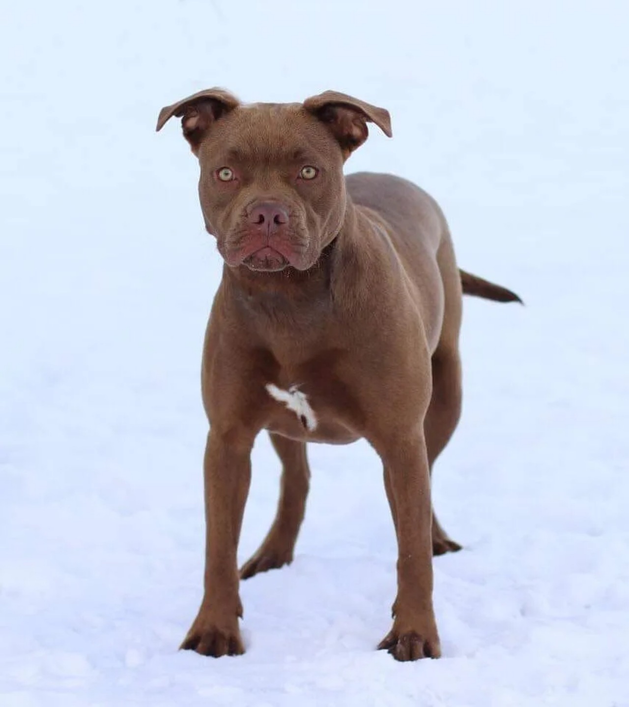 Cane riceve un rifiuto da parte del suo padrone