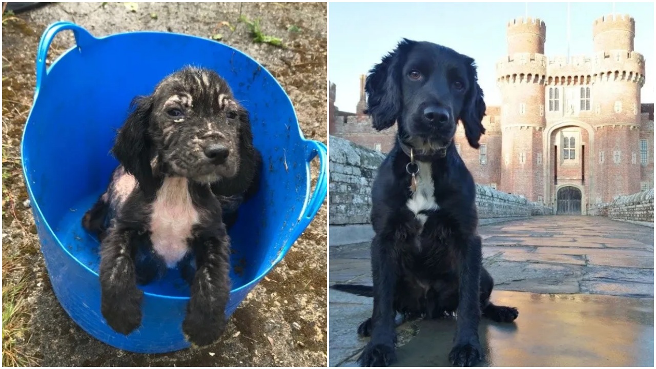 Cocker Spaniel Inglese diventa poliziotto