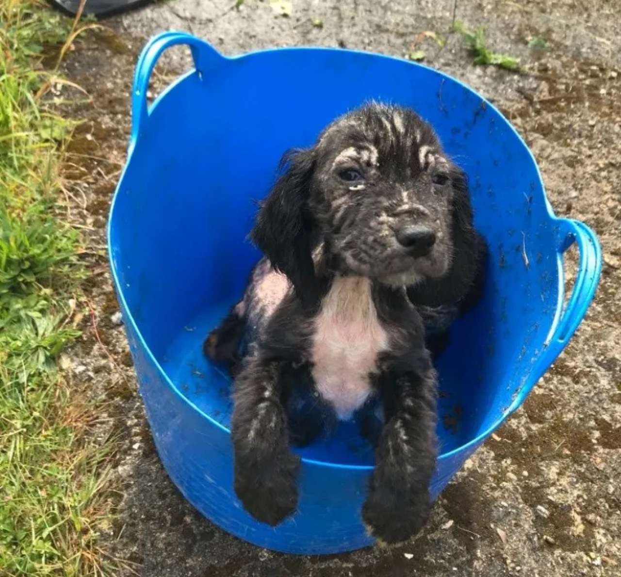 Cocker Spaniel Inglese diventa poliziotto