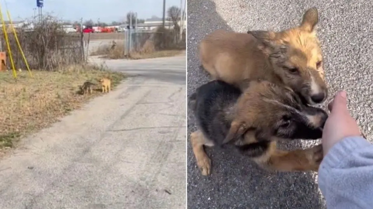 Cuccioli trovati in una scatola di cartone 