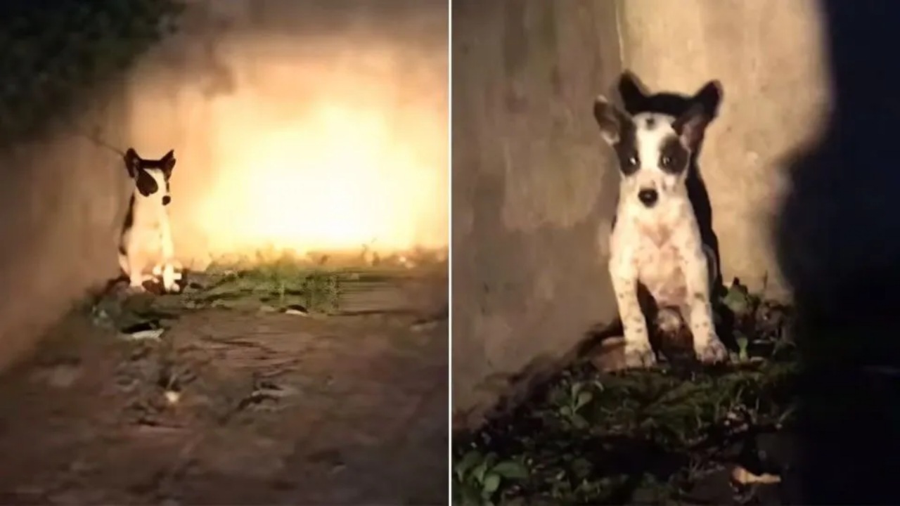 Cucciolo gettato fuori dal finestrino