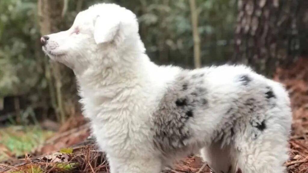 Questa cagnolina è stata destina all'eutanasia 