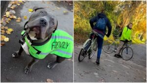 Un ciclista attacca la proprietaria di un Pitbull definendolo “pericoloso”