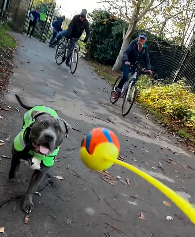 Pitbull pericoloso secondo un ciclista