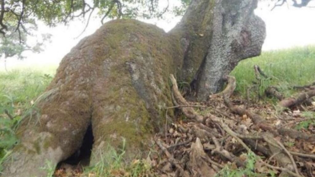 Un cane si è nascosto nel tronco di un albero