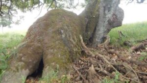 Uomo salva un cane abbandonato che viveva nel tronco di un albero