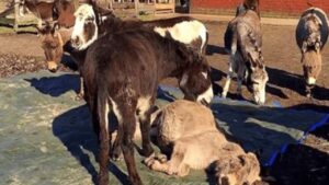 Un cuore straziante: gli asini esprimono il loro dolore per la perdita di un compagno (VIDEO)