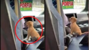 Autista porta il suo cucciolo a lavoro con lui che lo accompagna per tutte le fermate