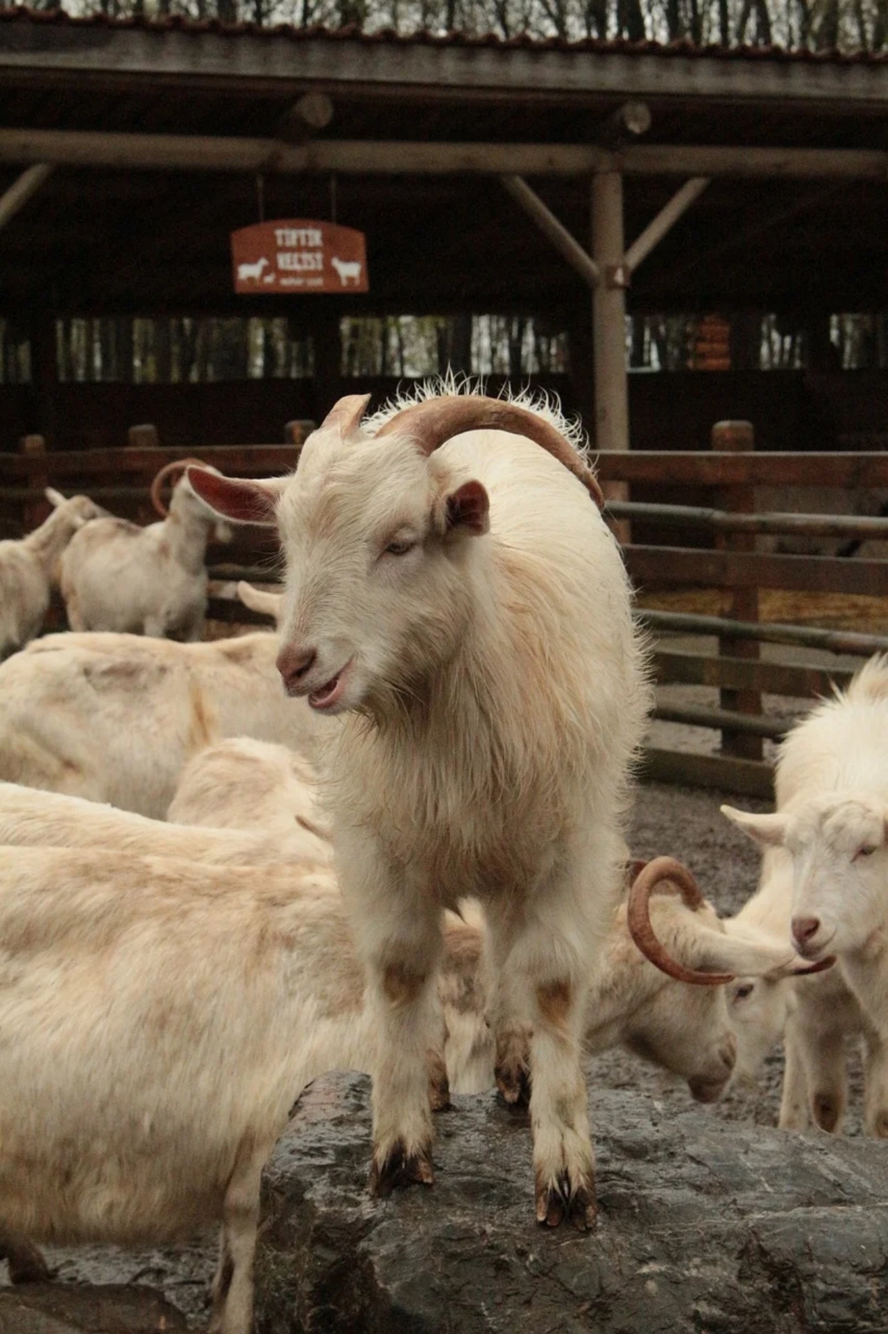 azienda adotta animale