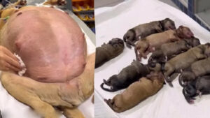 Cagnolina incinta abbandonata trova aiuto davanti a un ufficio veterinario (VIDEO)