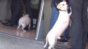 Cagnolino avverte di essere abbandonato e supplica il suo padrone di non farlo