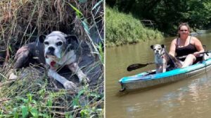 Cagnolino salvato dal fiume ritrova la sua famiglia che lo stava cercando insistentemente