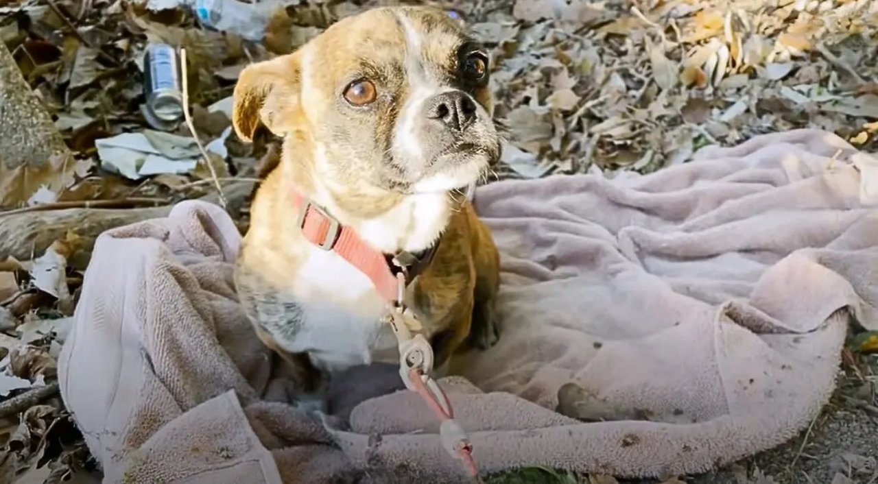 cagnolino salvato coperta