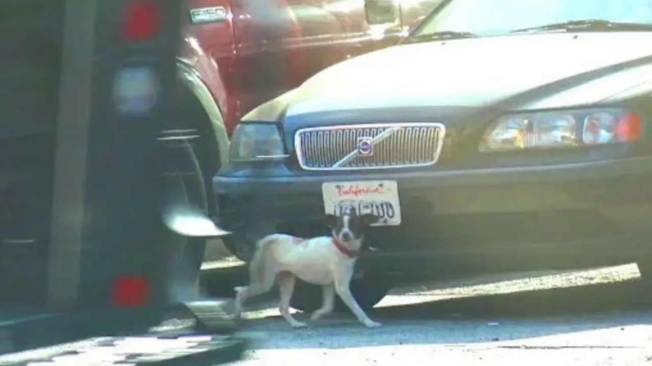 cagnolino nel traffico