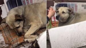 Un cane randagio riceve una nuova opportunità quando incontra un turista