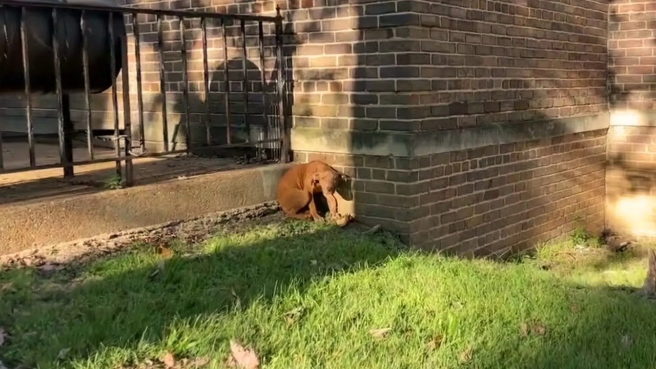 cane affamato casa