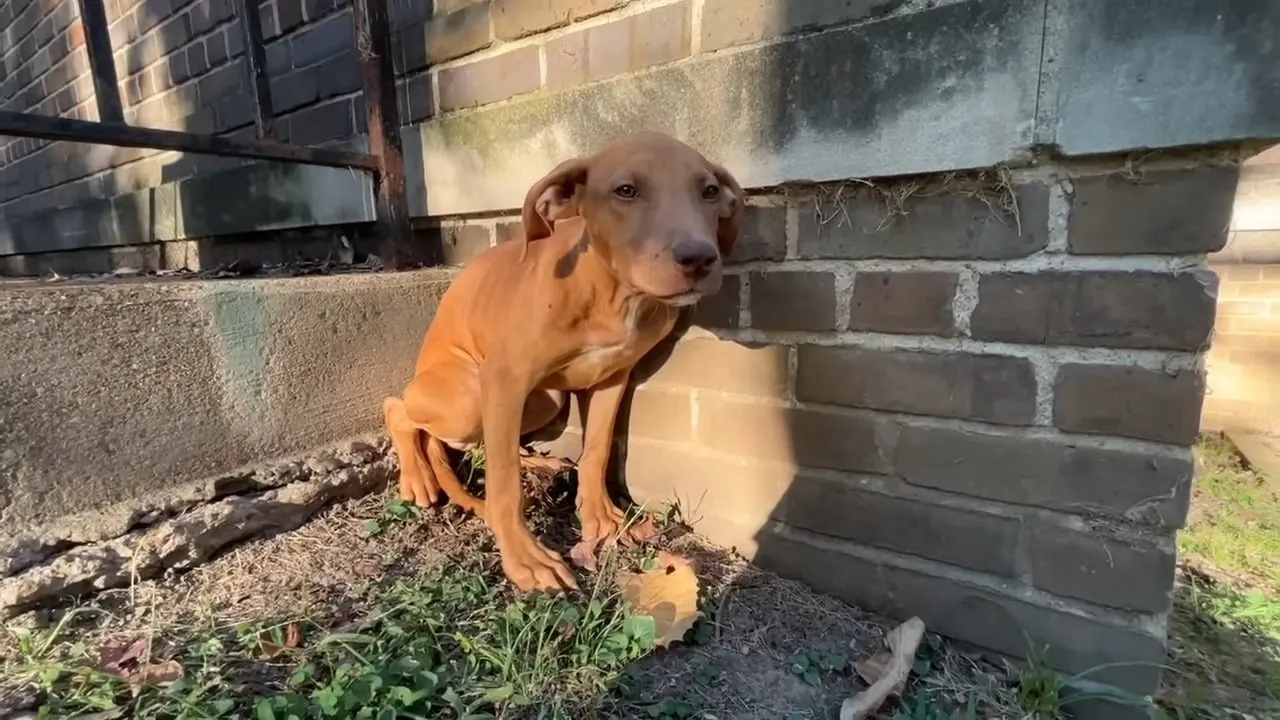 cane affamato aiuto