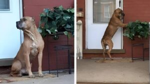 Cane attende davanti un portico per giorni dopo essere stato abbandonato