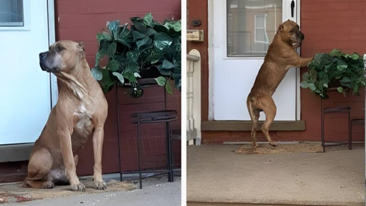 cane attende porta