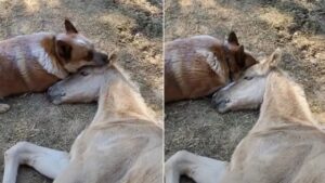 Cane consola il suo amico puledro dopo la perdita della sua mamma