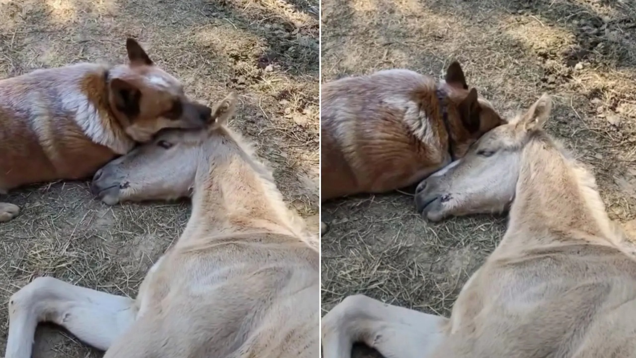 cane consola amico