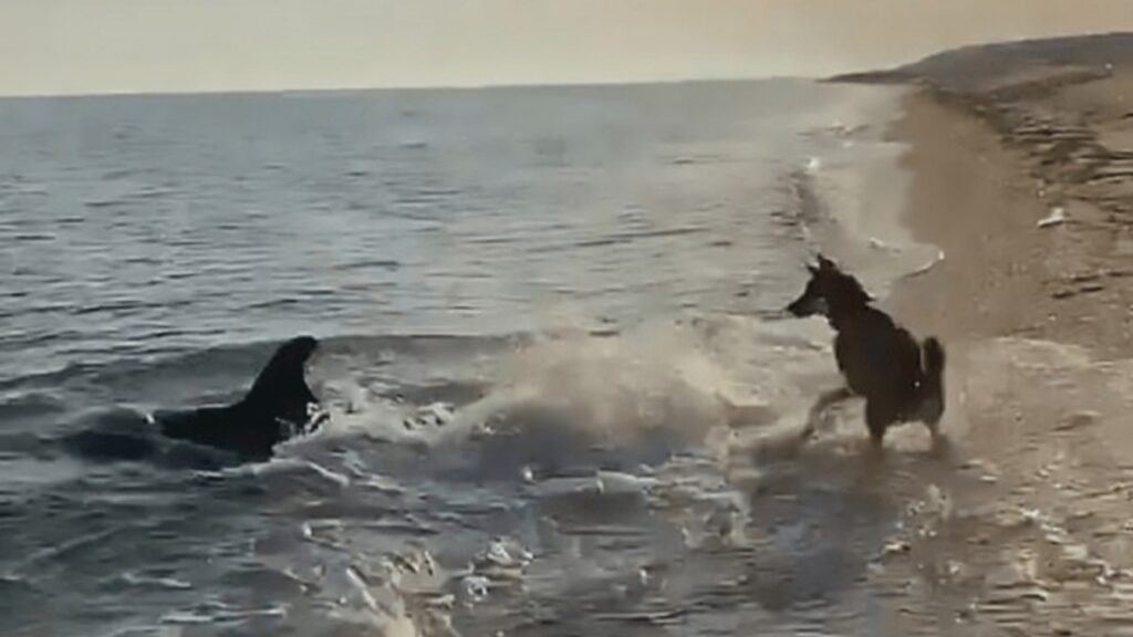 Cane e delfino giocano insieme