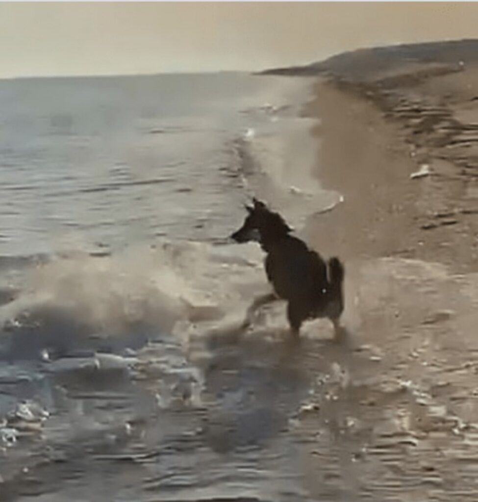 Cane e delfino giocano insieme