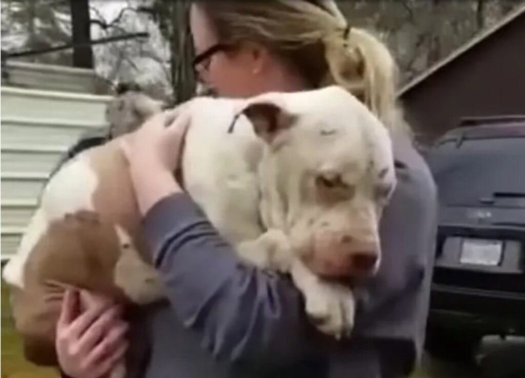 Cane abbandonato dorme su un divano