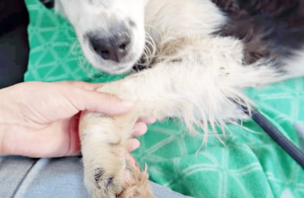 Cane ritorna in salute grazie all'aiuto di una donna