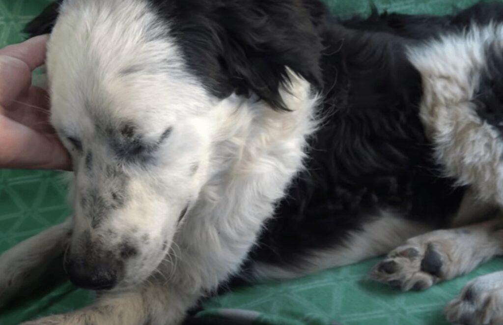 Cane ritorna in salute grazie all'aiuto di una donna