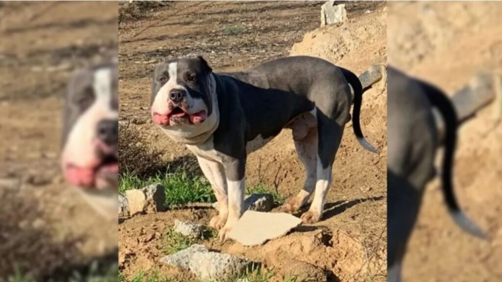 Cane con problemi alla faccia