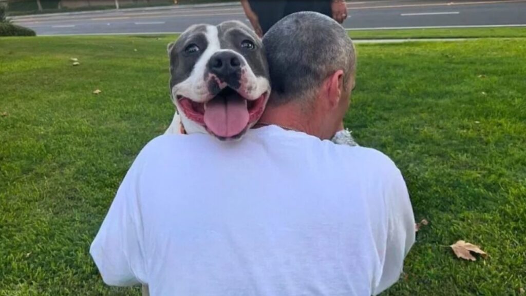 Cane con problemi alla faccia